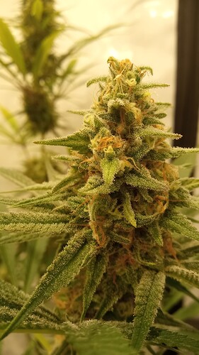 Growreport Bild 13