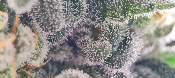 Growreport Bild 23