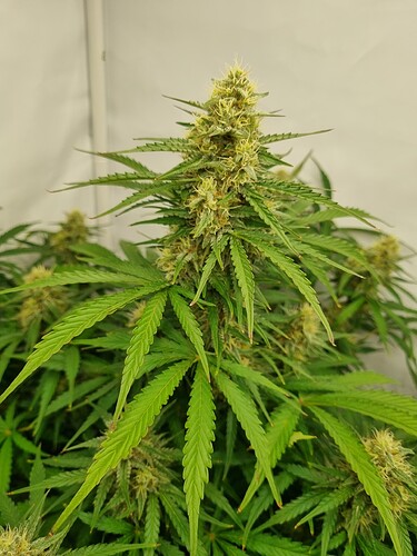 Growreport Bild 6