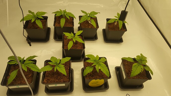 Growreport Bild 2