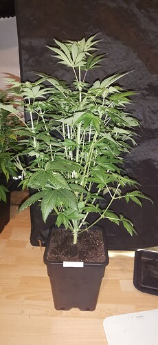 Growreport Bild 24