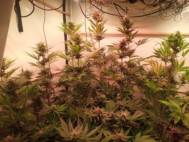 Growreport Bild 39