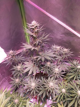 Growreport Bild 10