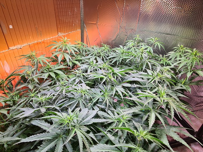 Growreport Bild 4