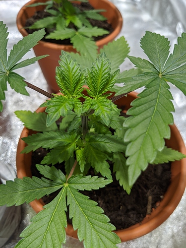 Growreport Bild 4