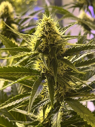 Growreport Bild 8
