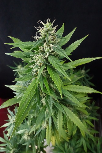 Growreport Bild 7