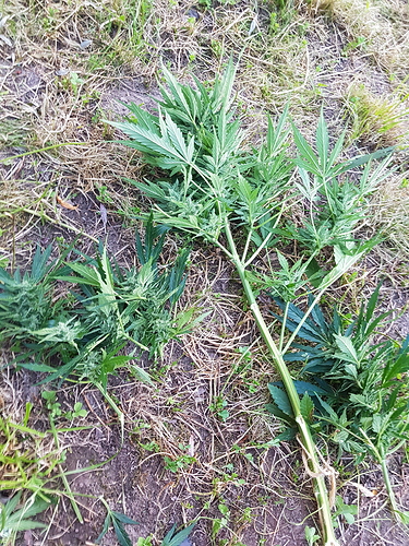 Growreport Bild 2