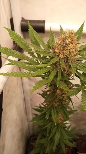 Growreport Bild 15