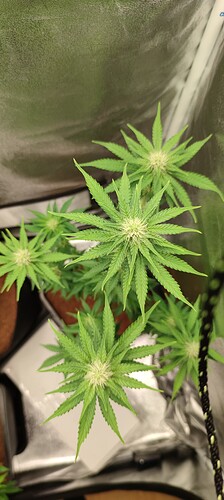 Growreport Bild 8