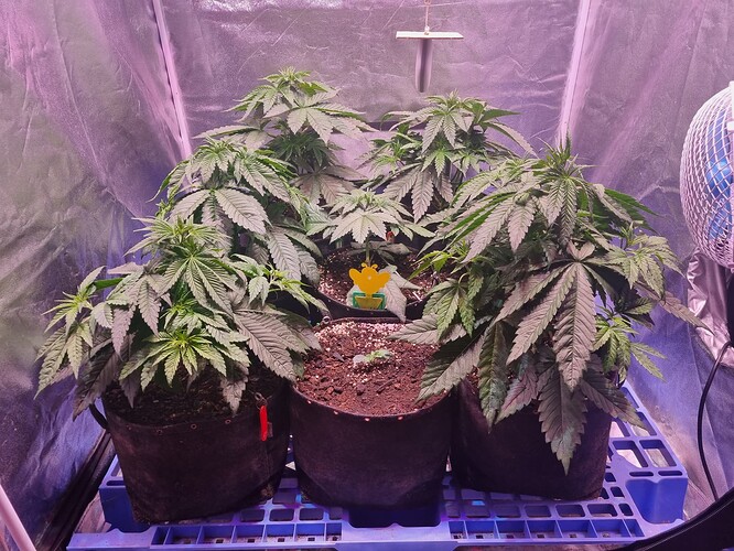 Growreport Bild 4