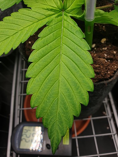 Growreport Bild 5