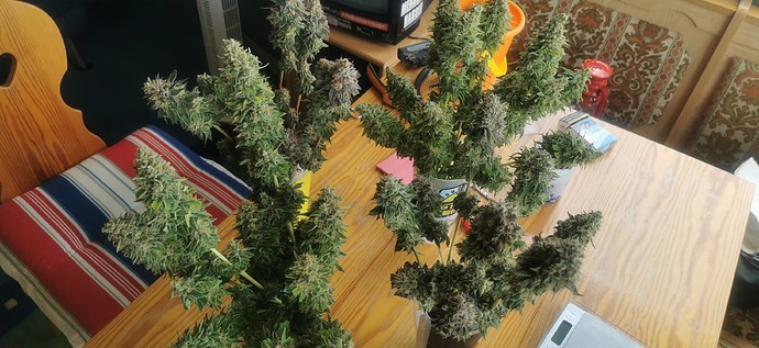 Growreport Bild 1