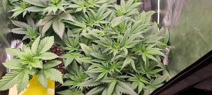 Growreport Bild 16