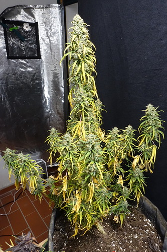 Growreport Bild 9