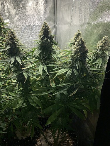 Growreport Bild 3