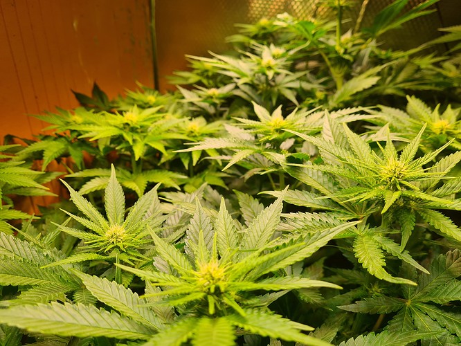 Mehrere junge Cannabispflanzen in der Blütephase, mit deutlichen Anzeichen von beginnenden Blütenständen und charakteristischen Fächerblättern.