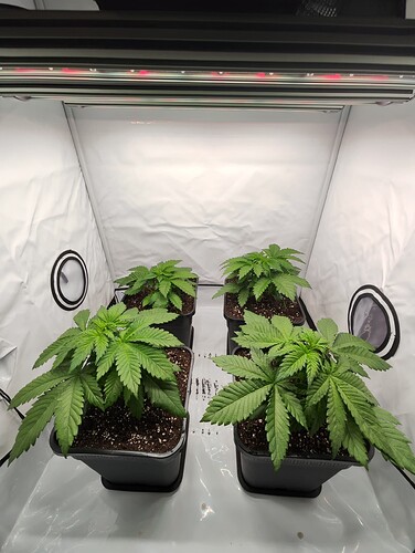 Growreport Bild 11