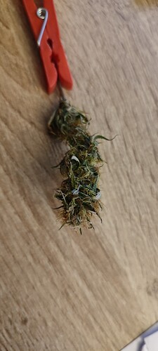 Growreport Bild 1