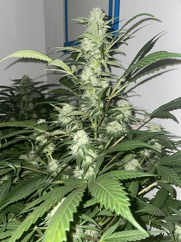 Growreport Bild 10