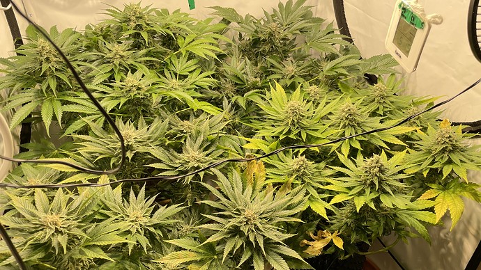 Growreport Bild 25