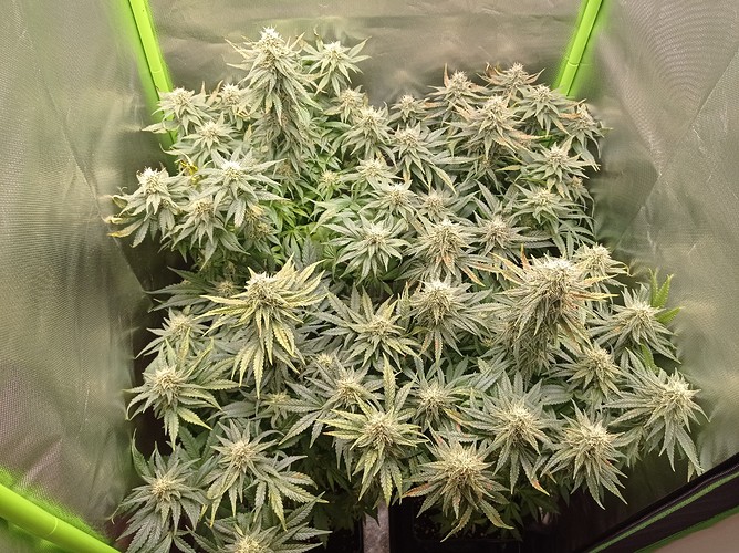 Growreport Bild 4