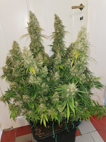 Growreport Bild 9