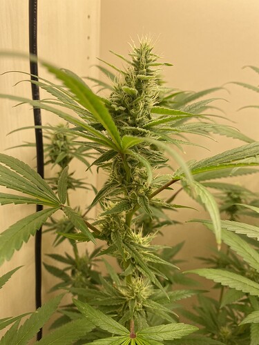 Growreport Bild 13