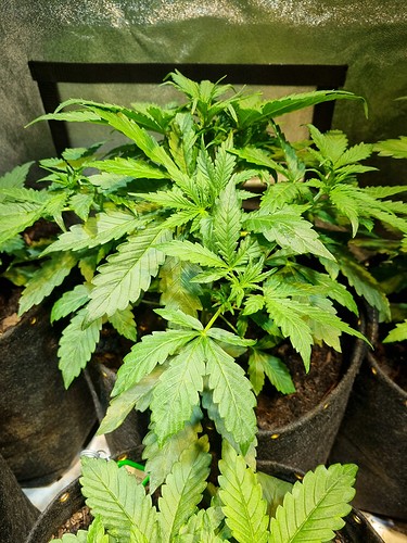 Growreport Bild 21