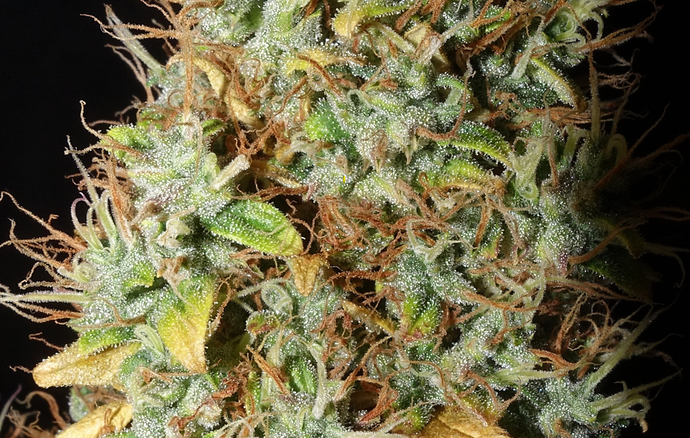 Growreport Bild 26