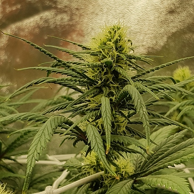 Growreport Bild 8