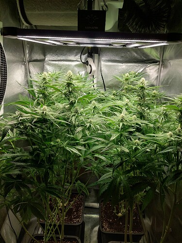 Growreport Bild 2