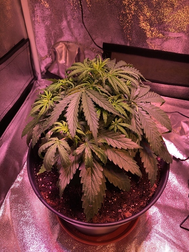Growreport Bild 7