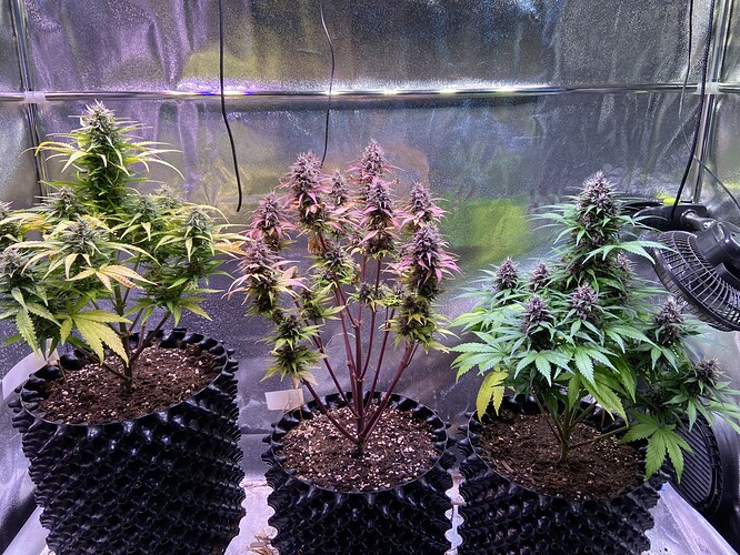 Growreport Bild 1