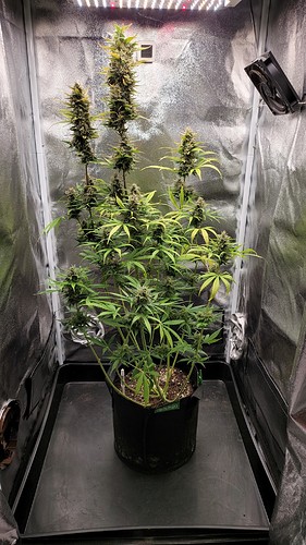 Growreport Bild 3