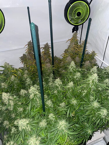 Growreport Bild 6