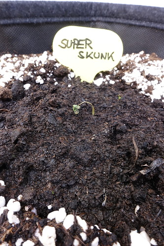 Growreport Bild 2