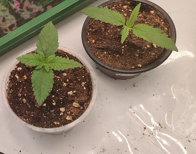 Growreport Bild 5