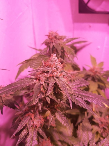 Growreport Bild 3