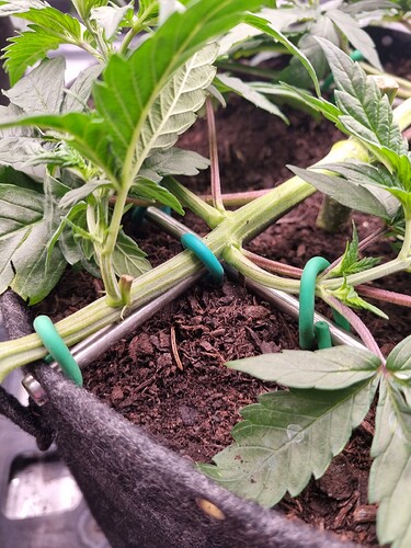Growreport Bild 51