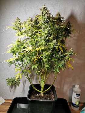 Growreport Bild 8