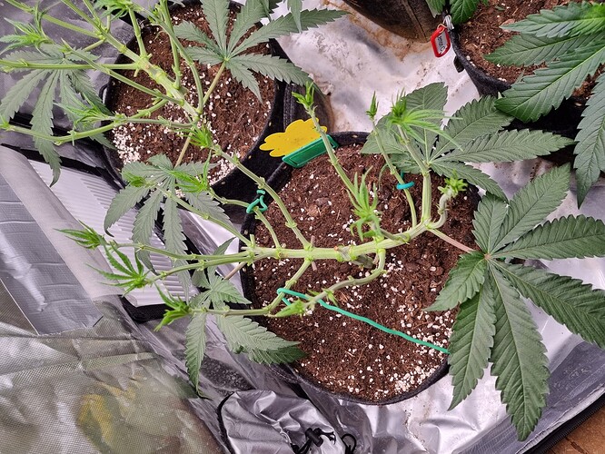 Growreport Bild 56