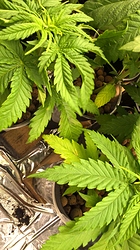 Growreport Bild 2