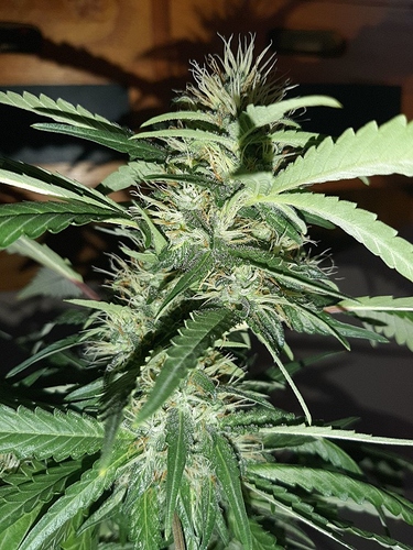 Growreport Bild 9