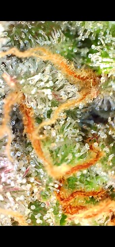 Growreport Bild 11