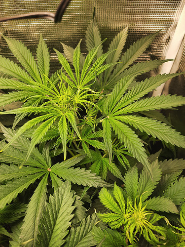 Growreport Bild 15