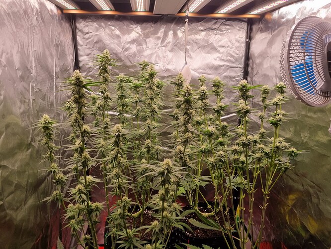 Growreport Bild 38
