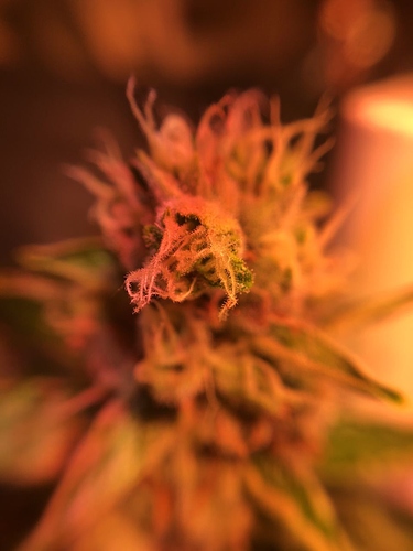 Growreport Bild 3