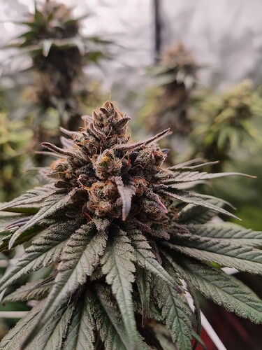Growreport Bild 25