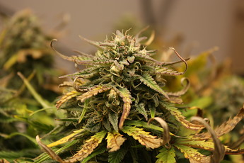 Growreport Bild 20